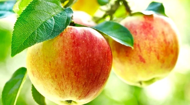 Лучшее из яблок. Пять оригинальных рецептов вкусных заготовок из яблок. Сохраним урожай с пользой!5