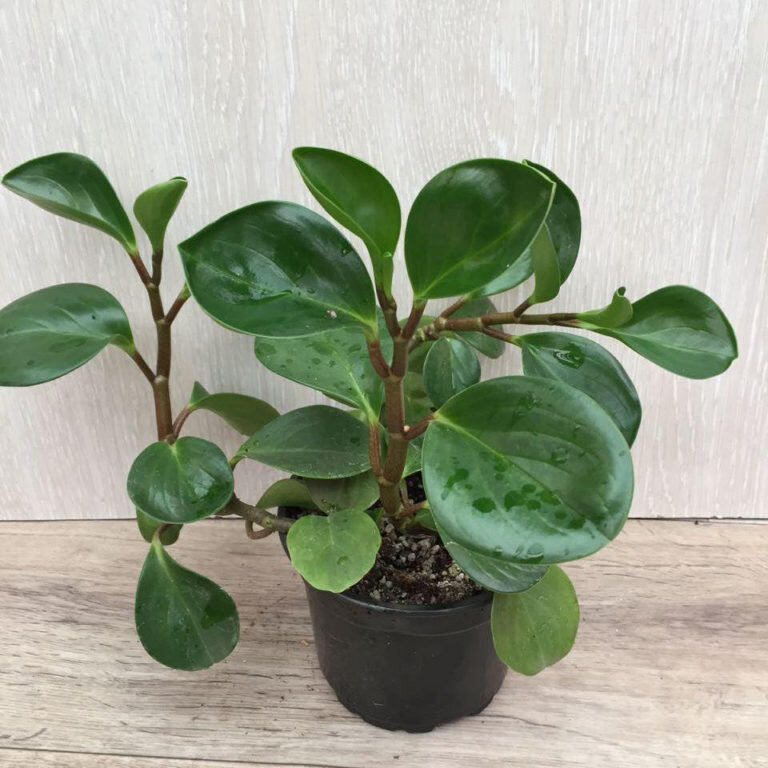 Пеперомия Peperomia bangroana