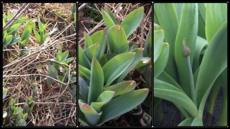 Всходы декоративных луков появляются уже в апреле