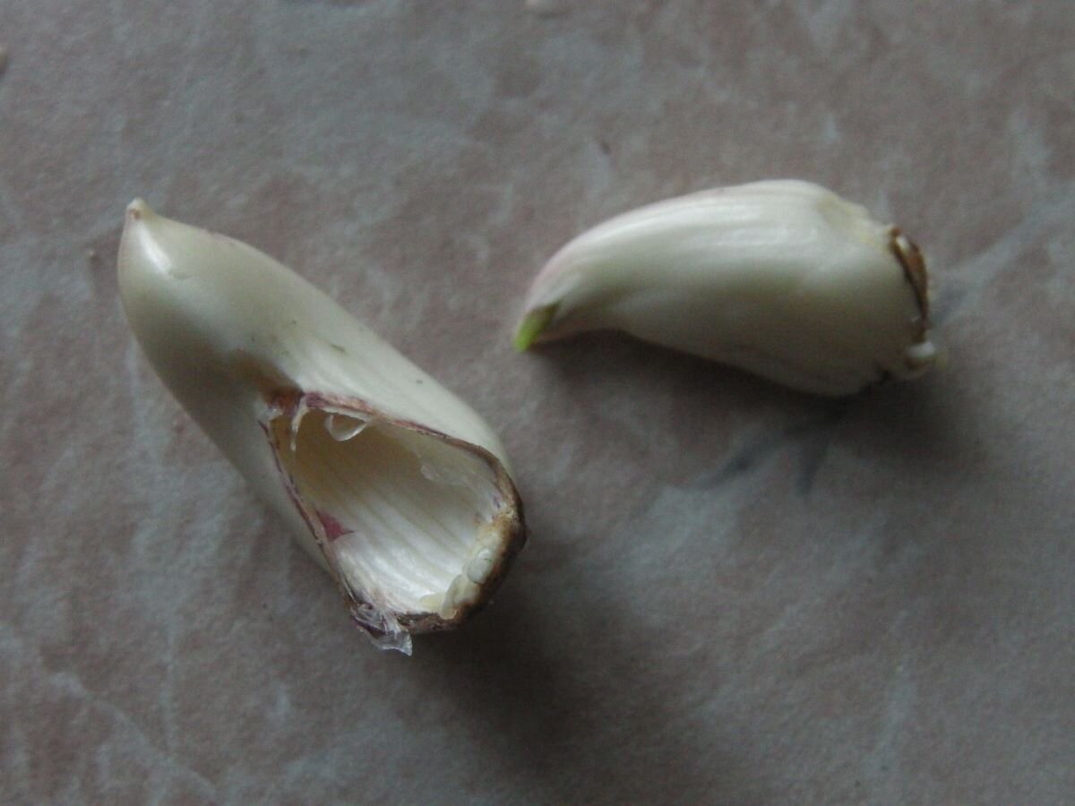 Чеснок с двоенными зубками. Фото автора