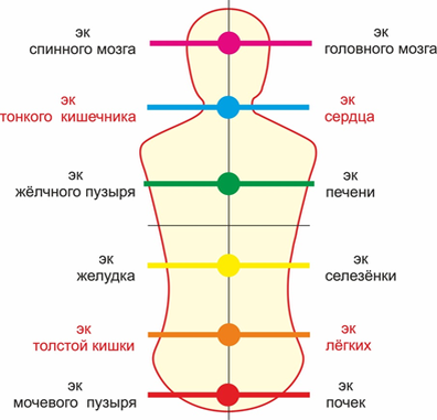 Рис. 1. Схема связи между энергетическими центрами и энергетическими каналами