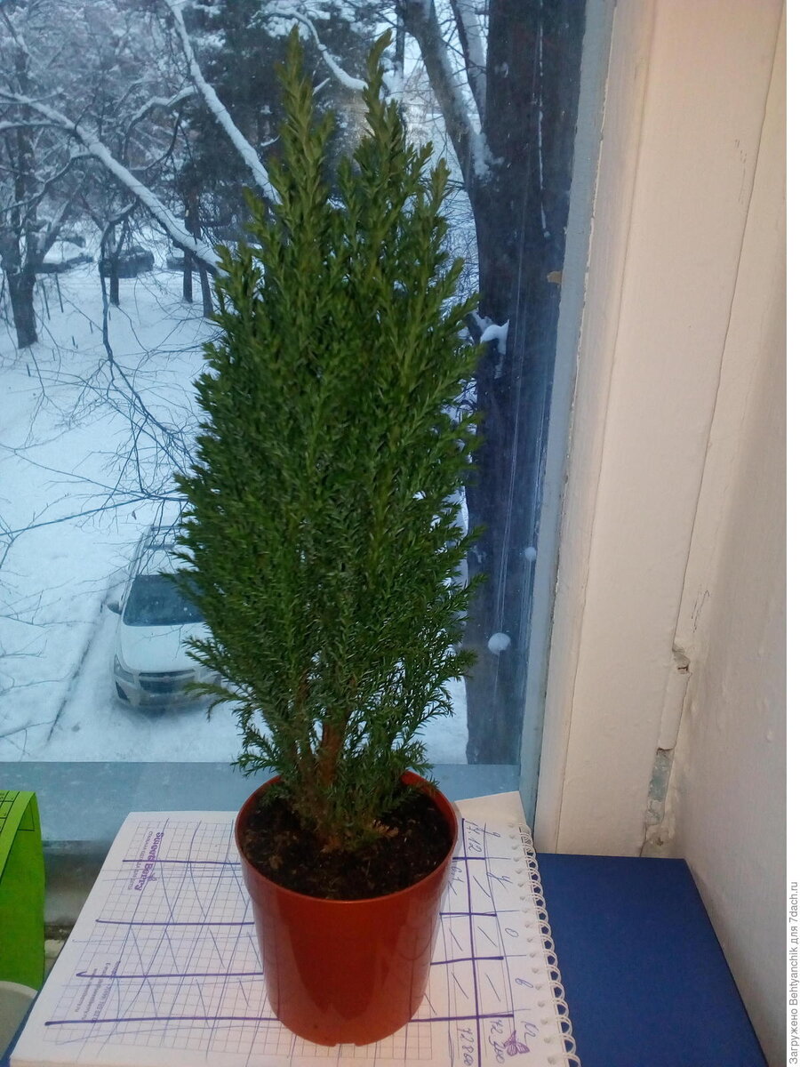 Кипарисовик. Фото автора