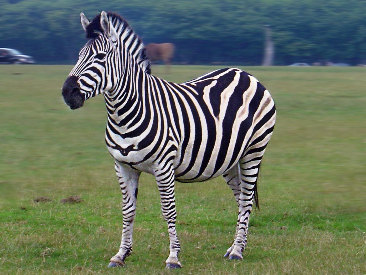 Zebra 22. Горная Капская Зебра. Себр. Зебра животное. H`,HF.