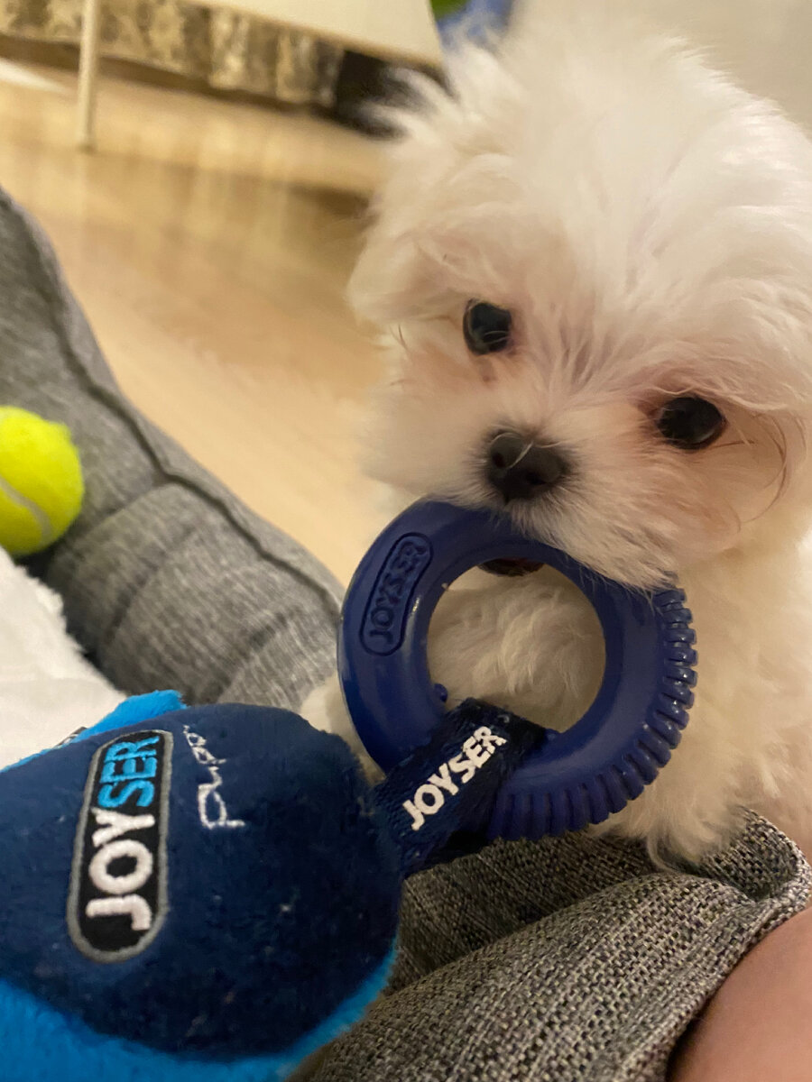 Гуччи 2 месяца, первый день в новом доме 