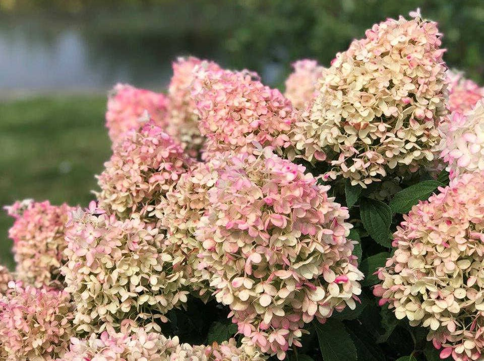 Пиксио. Пиксио (Hydrangea Pan. Pixio).