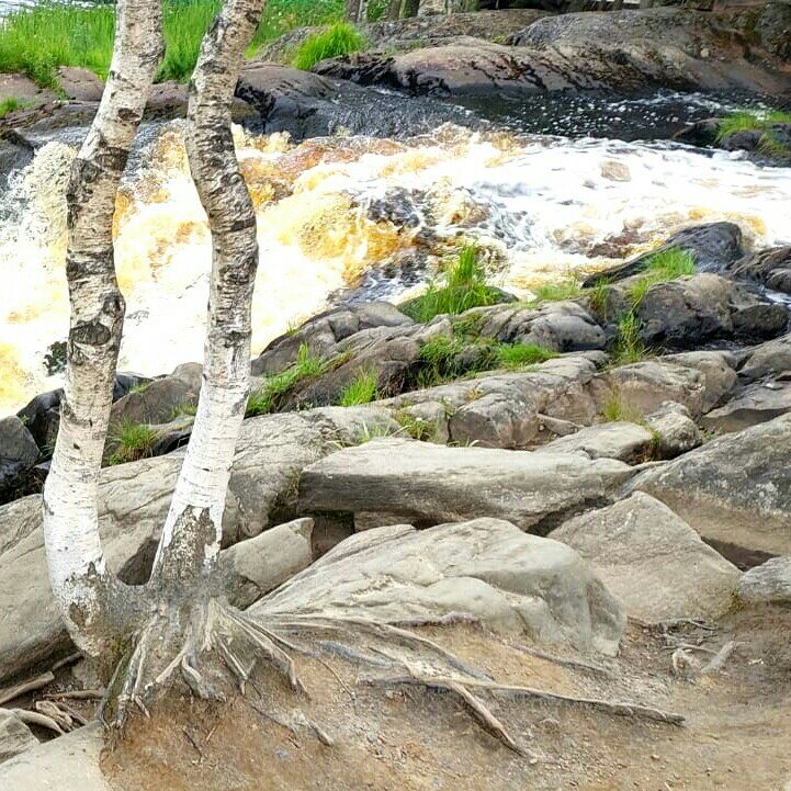 Карельские березки. Авторское фото