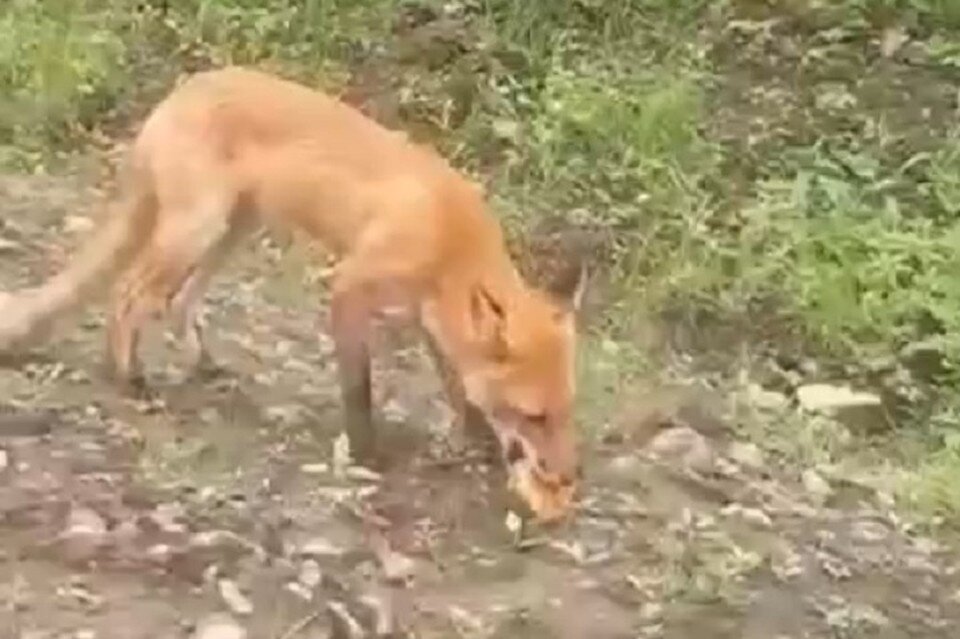     От бабушки ушел, от дедушки ушел, а от лисички не ушел Фото: скриншот из видео