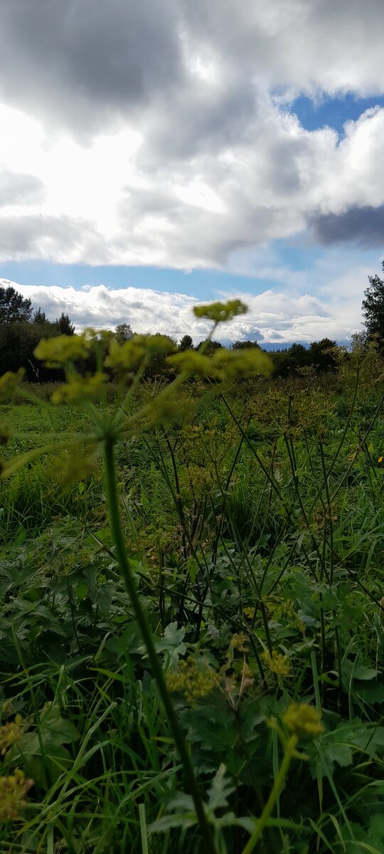 Нам сегодня показали голубого неба заплатку и немного солнышка дали. Уже дозированно отпускают...по чуть - чуть в одни руки. 