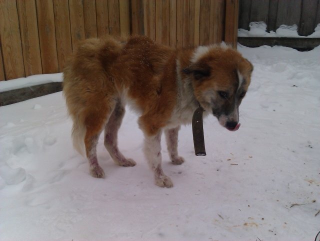 Такой её нашли на улице.