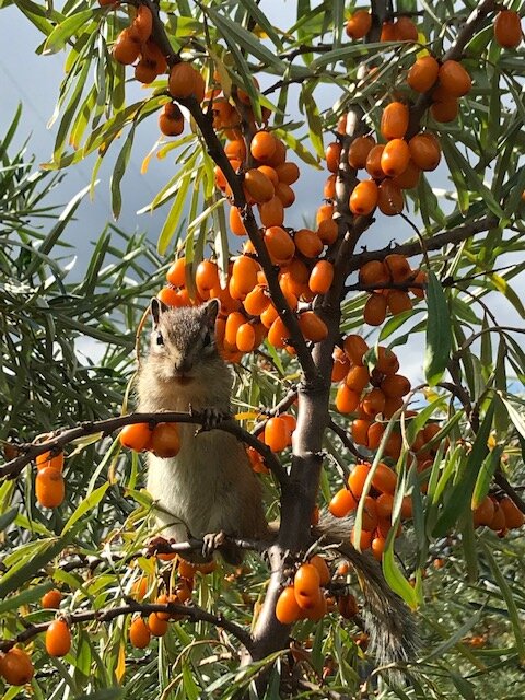 Бурундука поймать - потратить 1000 калорий от восторга