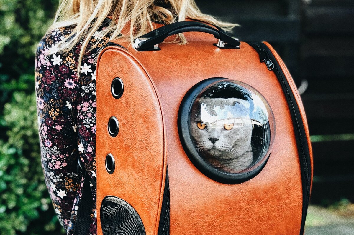     Как перевозить кошку без стресса: 9 актуальных советов