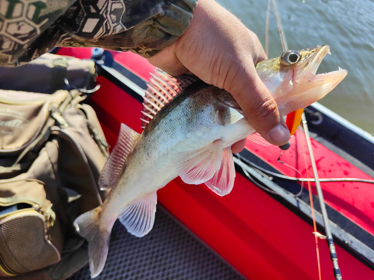 Секретные места для рыбалки на судака: где искать и как привлечь его ...