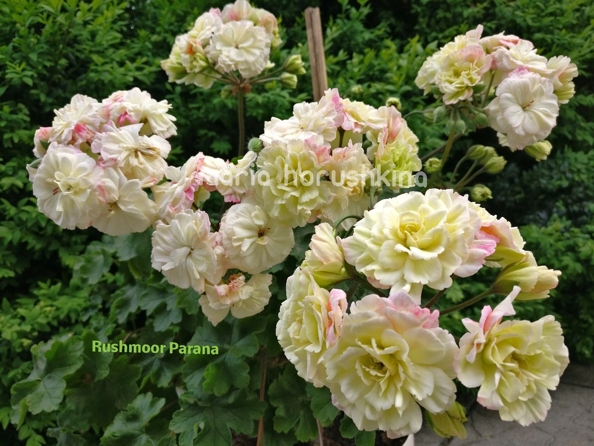 Пеларгония Rushmoor Parana https://vk.com/maria_gomel