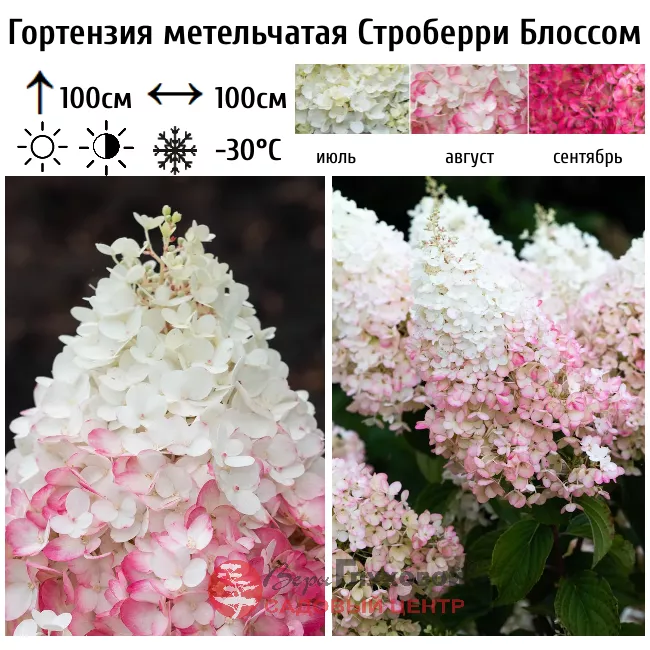 Гортензия strawberry blossom описание и фото