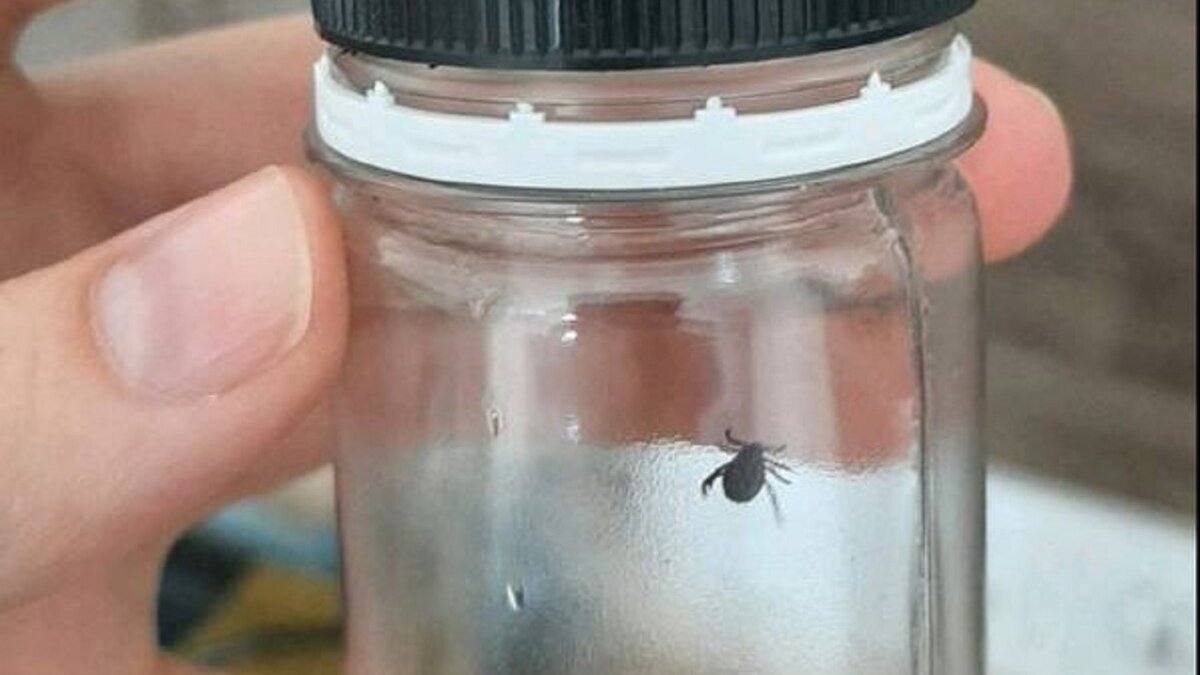     По свидетельству очевидцев, ижевчане, гулявшие в лесу возле торгового центра «Столица», подверглись массированной атаке клещей. Снимки пойманных там опасных насекомых публикует телеграм-канал «ЗИ/Новости Удмуртии».