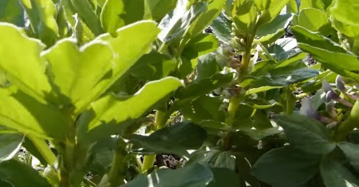    Ученые выводят местные белковые культуры из кормового загона