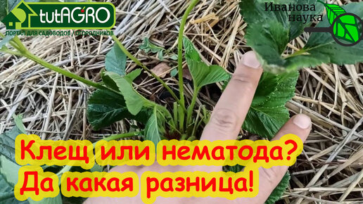 ЧТО ЭТО НА ЗЕМЛЯНИКЕ: КЛЕЩ или НЕМАТОДА? А какая, вообще, разница!?!