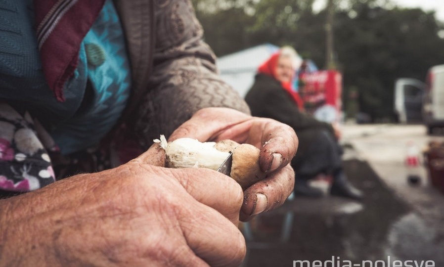 Рыжики вдвое дороже белых. Фоторепортаж с Дворецкой «Комаровки»