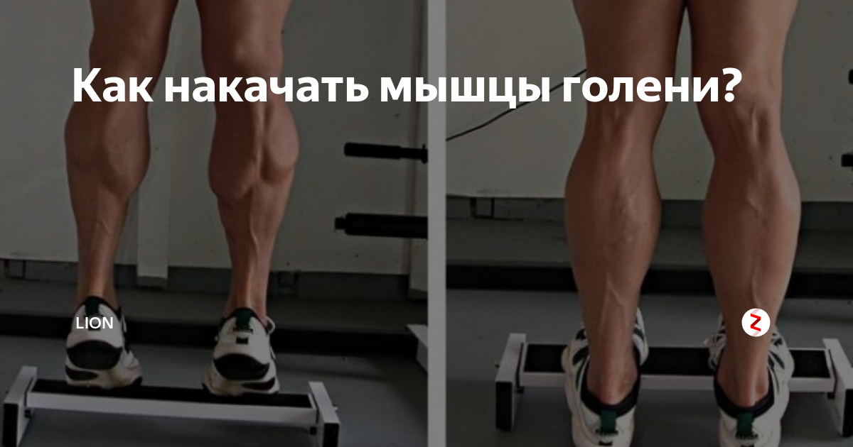 Икроножная и камбаловидная