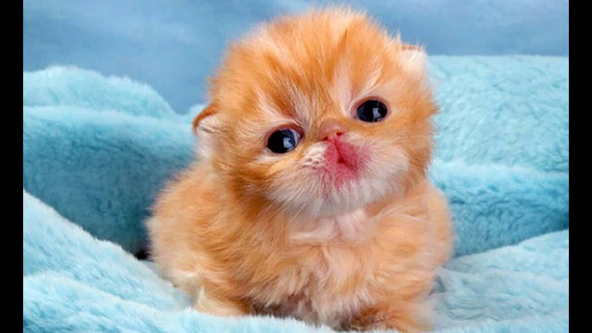 Изображение с сайта http://www.cutekittensvideos.com