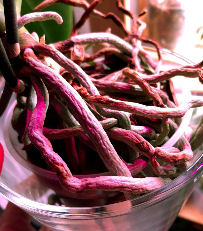 Здоровые корни - здоровая орхидея!