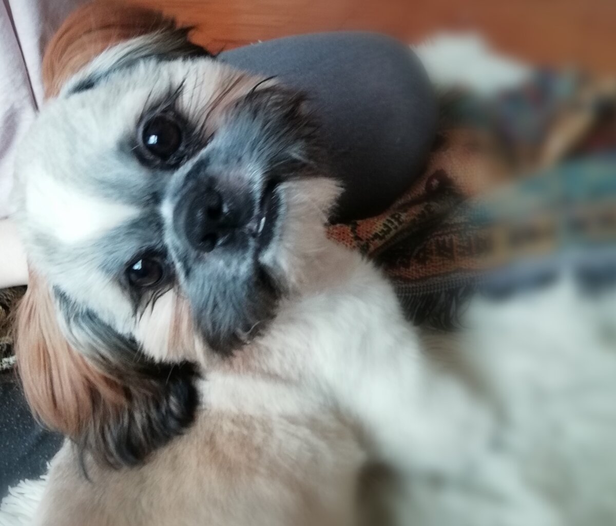  Таким он был после первой стрижки