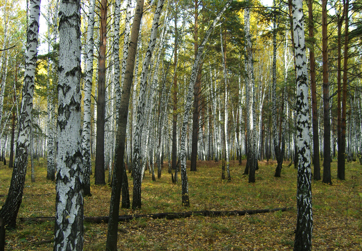 Осенний лес