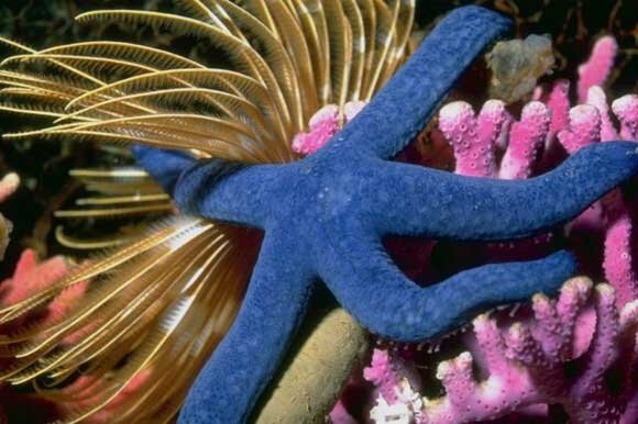 Морская звезда. (CC BY-SA 3.0)
