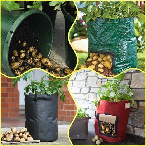 Картошка растет дома