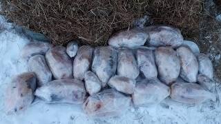 Вот таким образом утку можно хранить несколько дней.