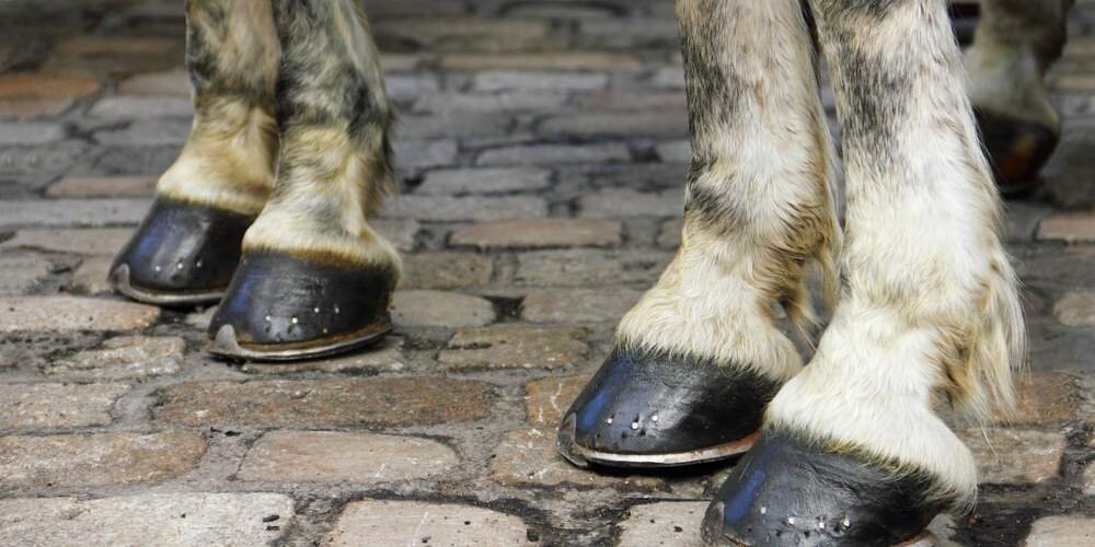 Современные лошади лишились дополнительных пальцев на ногах, подтверждают ученые