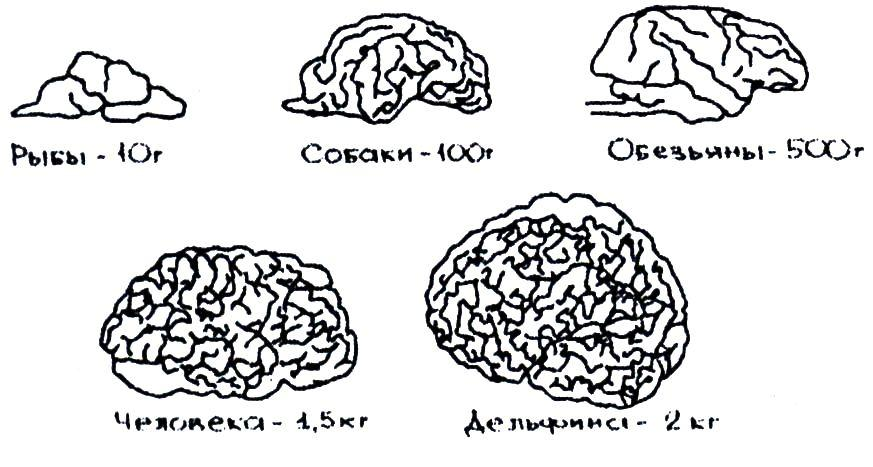 Сколько весил мозг. Вес мозга. Мозг дельфина и человека. Мозг дельфина и человека сравнение.
