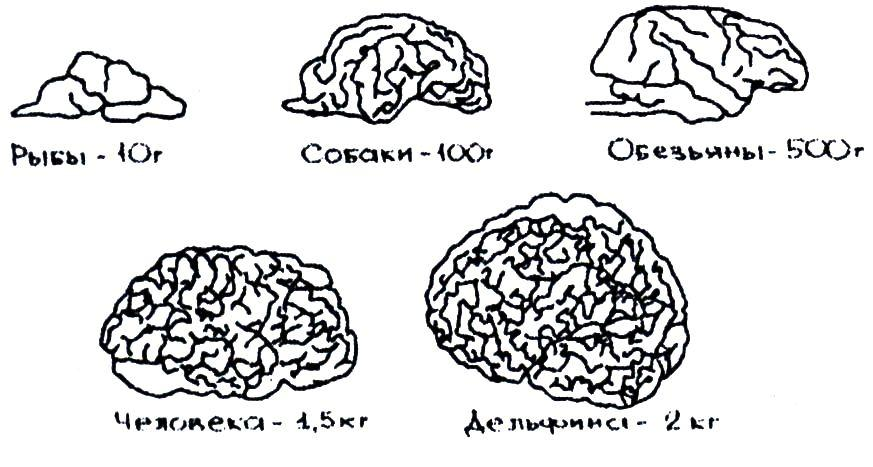 Сколько весят мозги. Вес мозга. Мозг дельфина и человека. Мозг дельфина и человека сравнение.