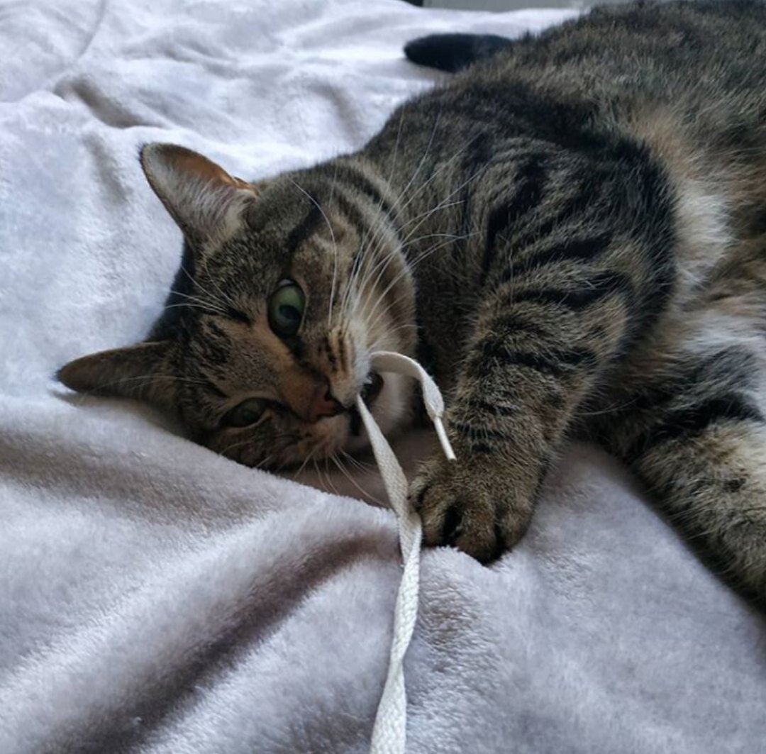 Наша помощница Клюква