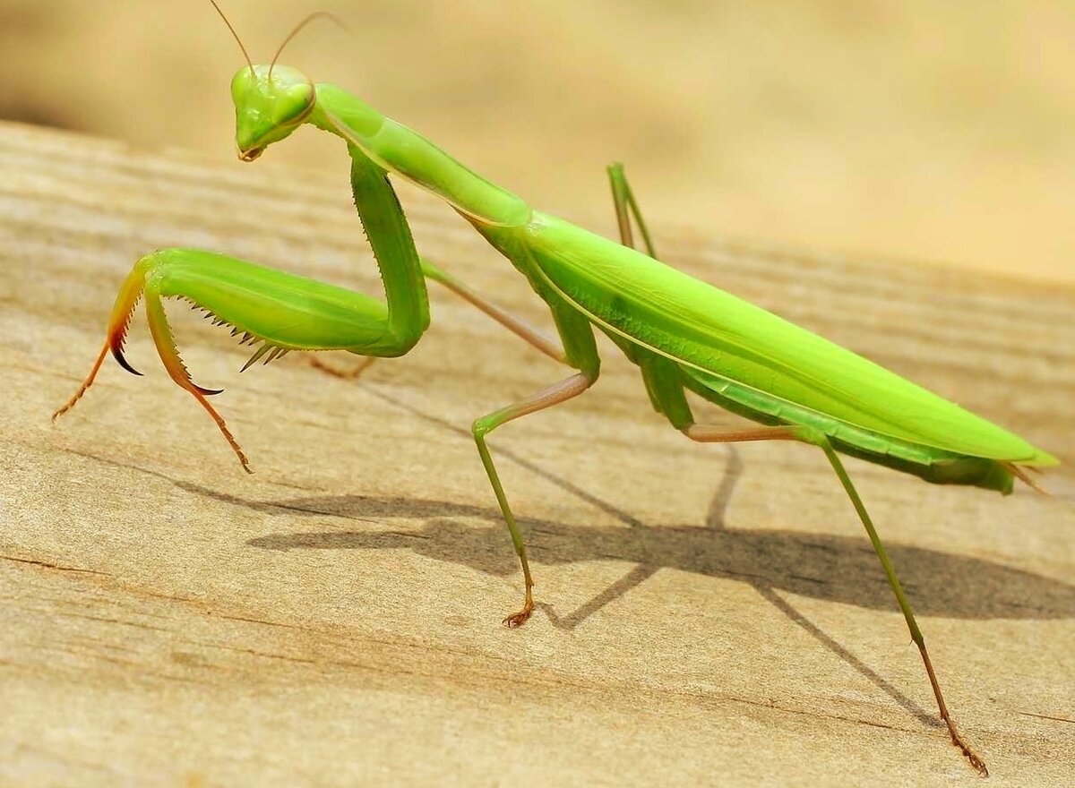 Большое зеленое г. Богомол обыкновенный (Mantis religiosa). Богомол Pseudocreobotra wahlbergii. Богомолы Мантис зелёный. Отряд Богомоловые (Mantoptera).