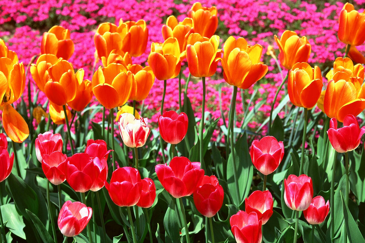 Очень удачное сочетание тюльпанов (группой они смотрятся лучше, чем единичные цветы) с многолетниками, у которых пышная или декоративная листва – хосты, папоротники.