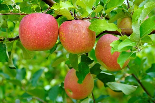 https://pixabay.com/ru/photos/apple-orchard-%D0%BA%D1%80%D0%B0%D1%81%D0%BD%D1%8B%D0%B9-%D1%84%D1%80%D1%83%D0%BA%D1%82%D1%8B-4517262/