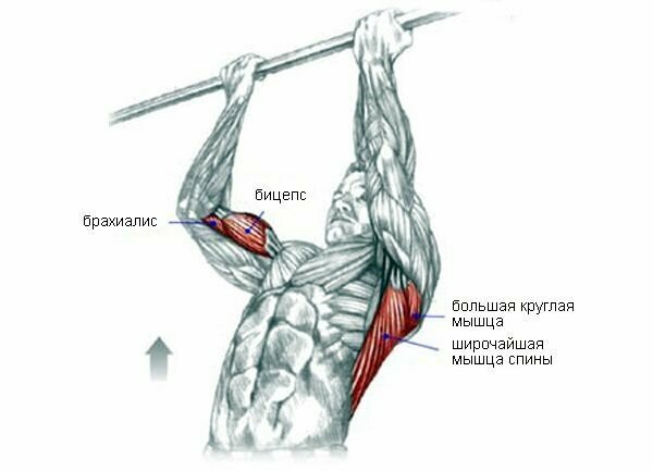Здесь нам нужно удерживаться на уровне лба, то есть - так чтобы перекладина была напротив вашего лба. Этого достаточно. В локтевых суставах будет сохраняться угол 90 градусов, который позволит целенаправленно воздействовать на двуглавые мышцы плеч. Этот угол формирует усредненное положение для бицепсов, что создает максимальную статическую нагрузку.