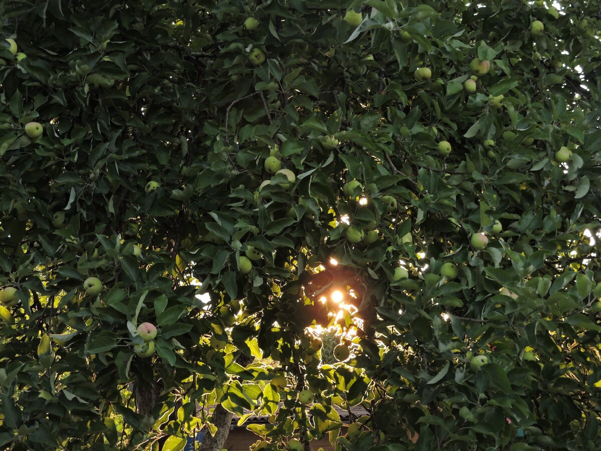 Яблоки у нас на Даче
