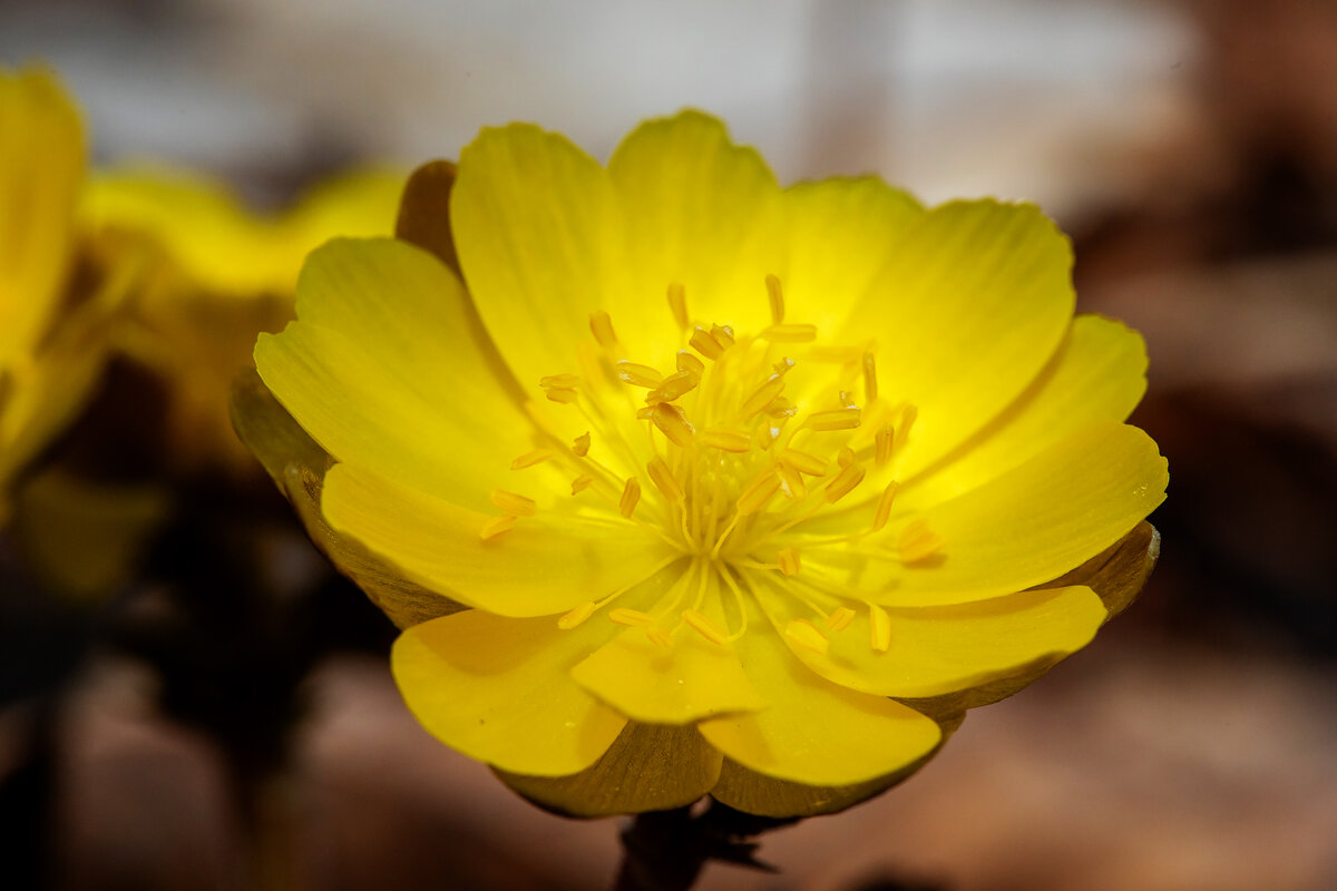 Адонис Амурский Adonis amurensis