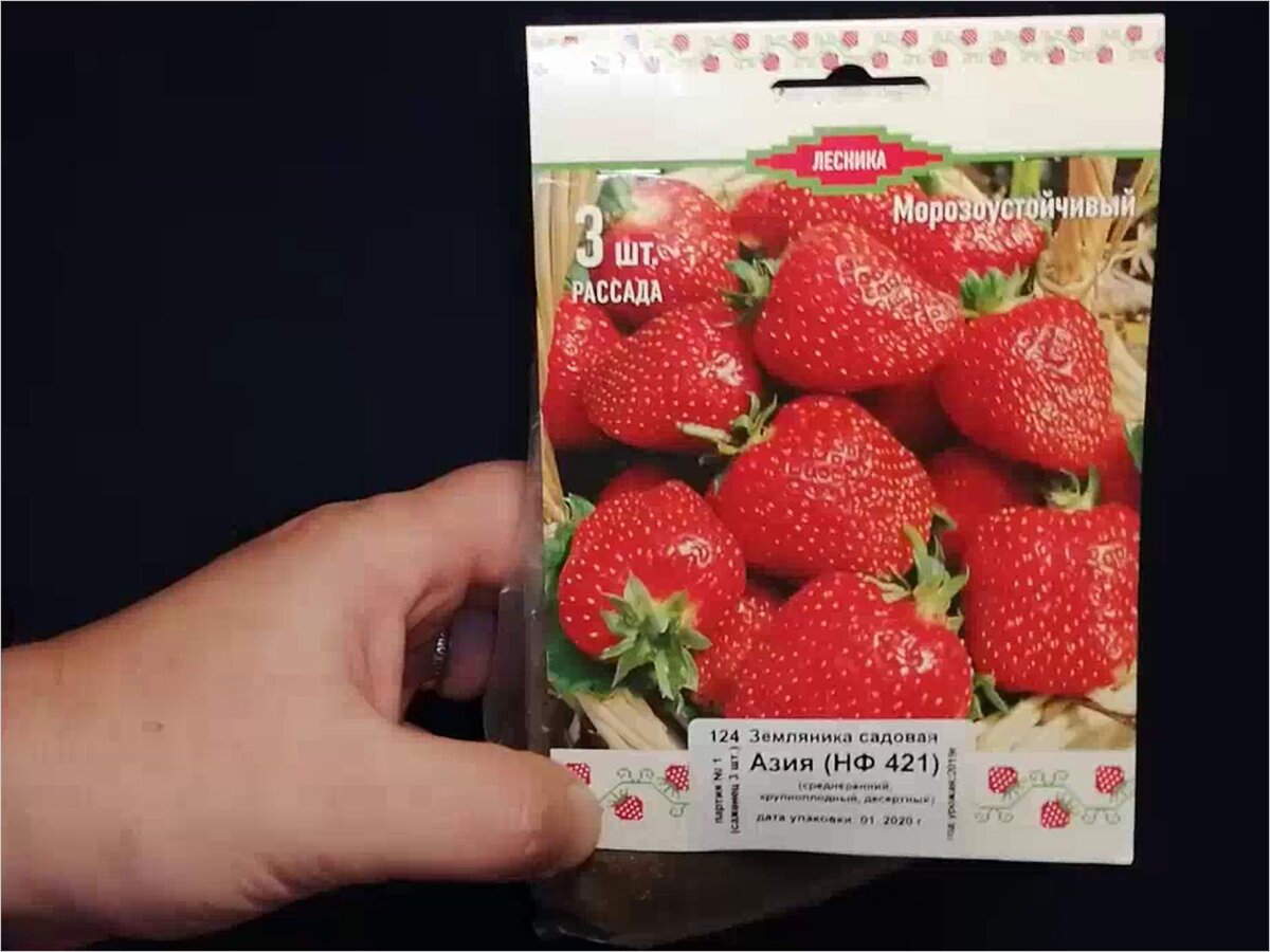 Фото 2. Клубника Азия. Рассада из гипермаркета для дачи на пробу. Обзор.