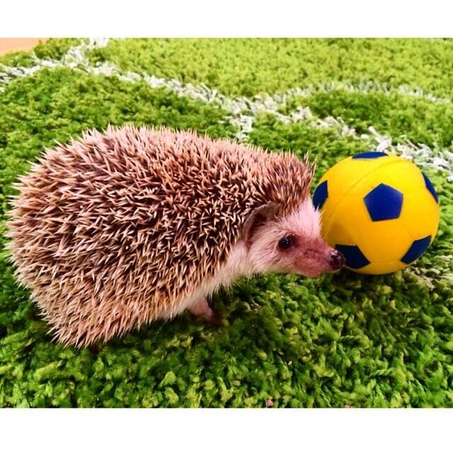 Пых - судья!