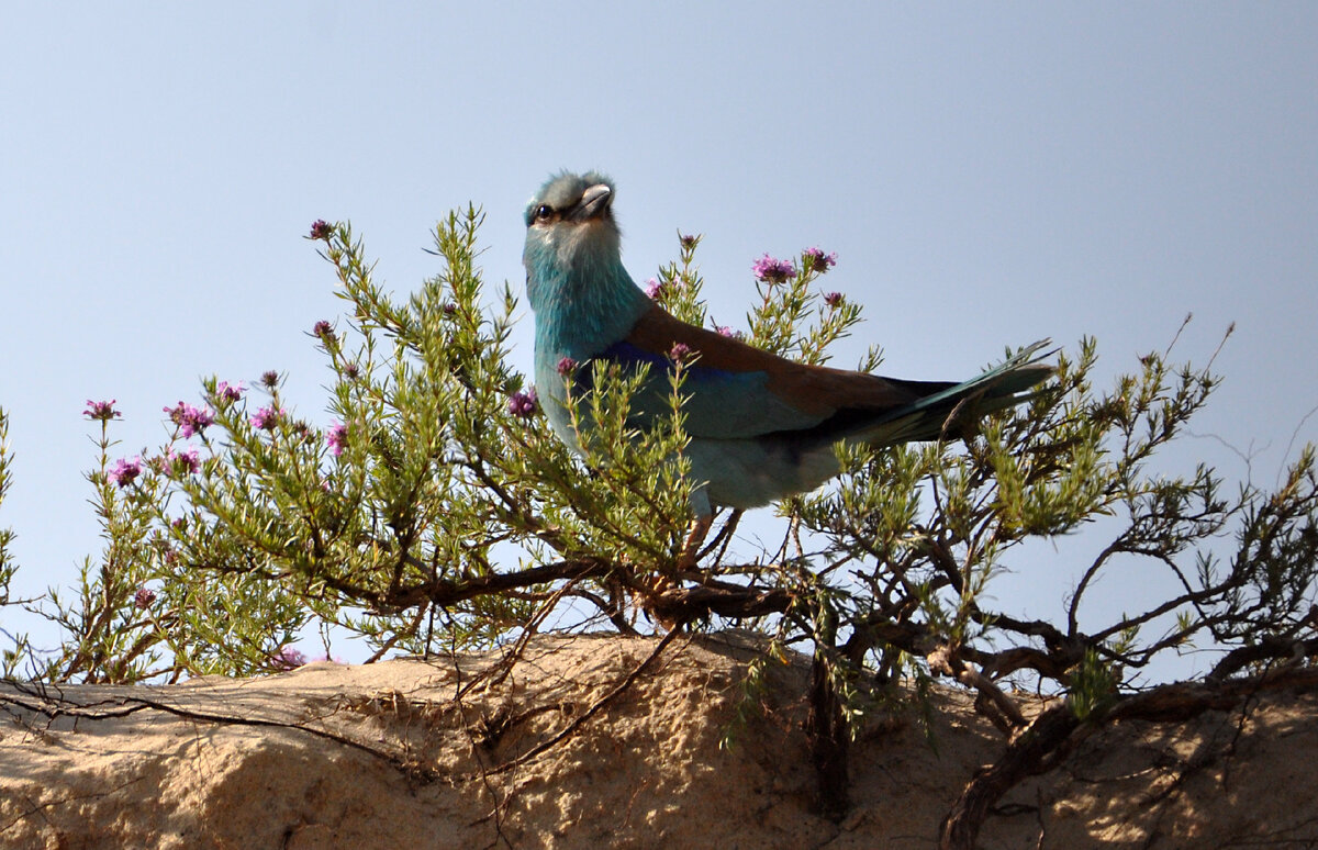 Сизоворонка на кустике песчаного чабреца (чабрец Палласа)