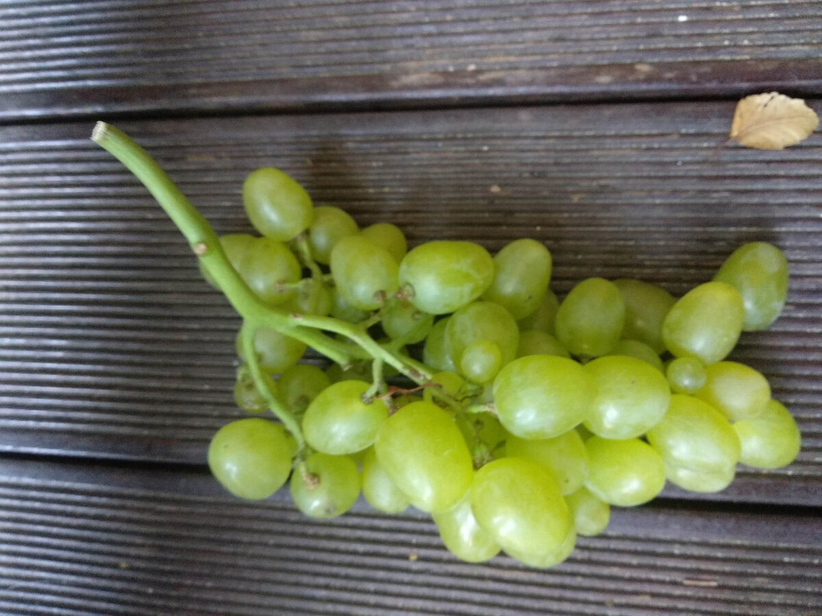 Этот виноград я купила в августе. Выбирайте для транспортировки с зелёными веточками, как фото. Это признак свежести.