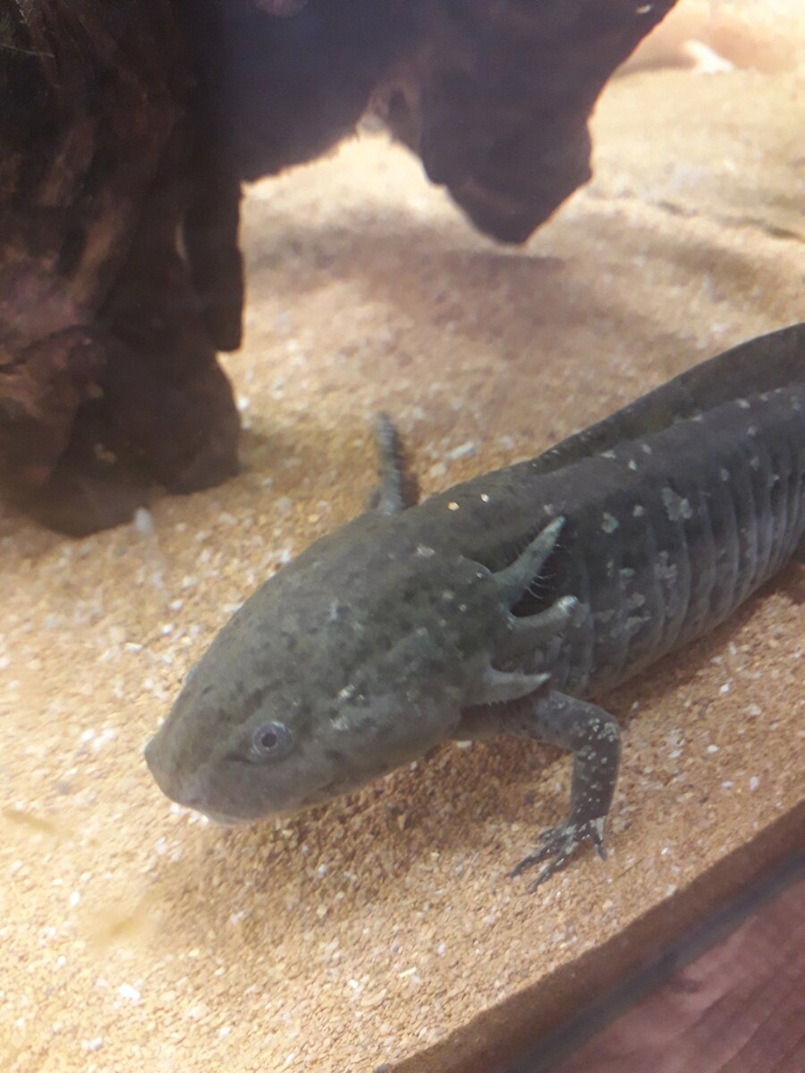 Не мышонок, не лягушка, а неведома зверушка.