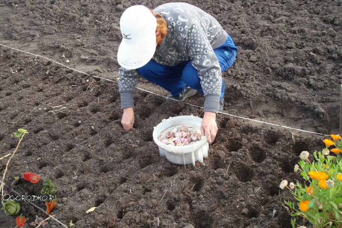 Когда садят зимний чеснок в зиму. Посадка чеснока осенью. Посадка чеснока под зиму. Грядка для чеснока под зиму. Посадка огорода.