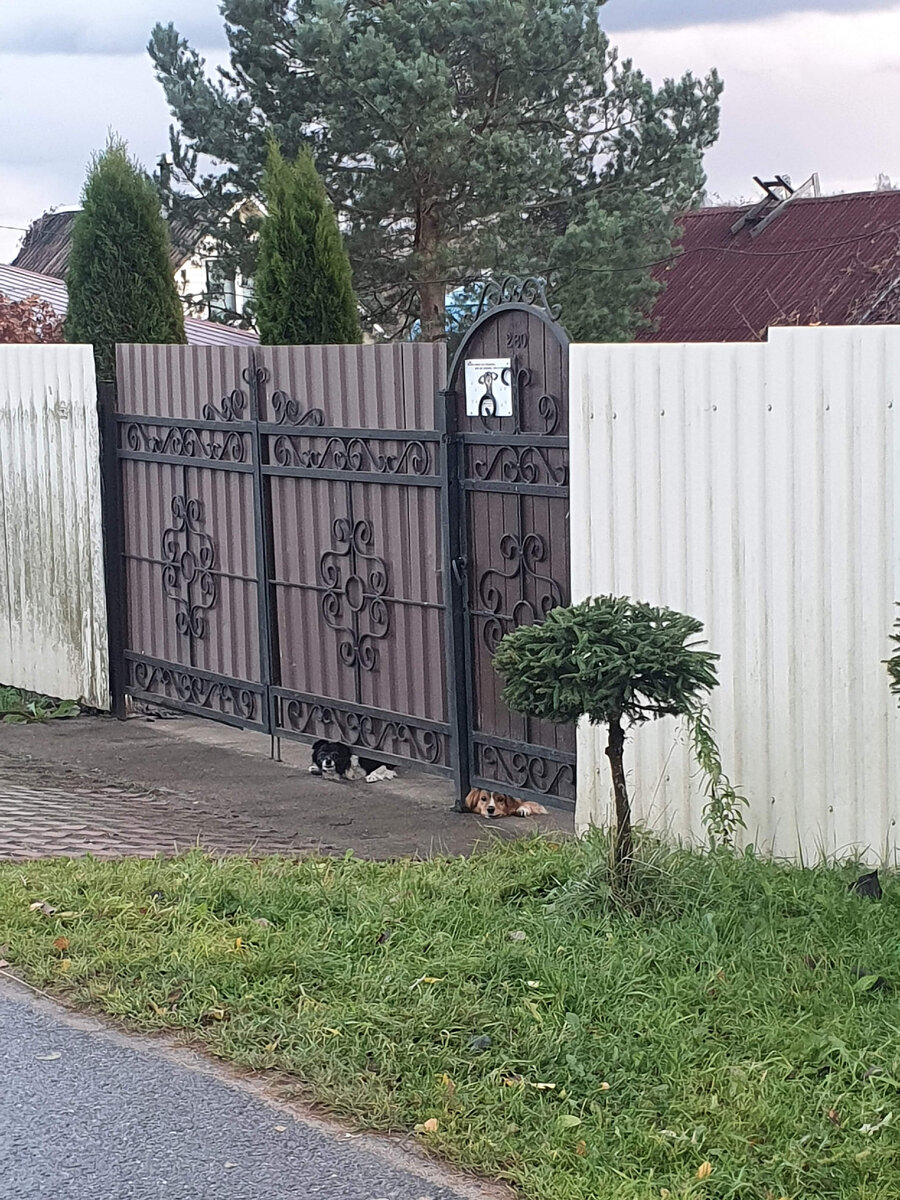 Вот такие пёсли охраняли чей-то участок. Они явно не на цепи и легко могут вылезти за ворота, то территориальный инстинкт распространяется только на свой участок. Поэтому нас облаяли обрычали просто из под ворот.