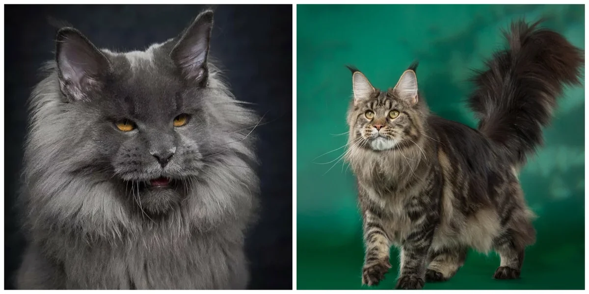 мейн-кун (коллаж создан для канала Про кошек)