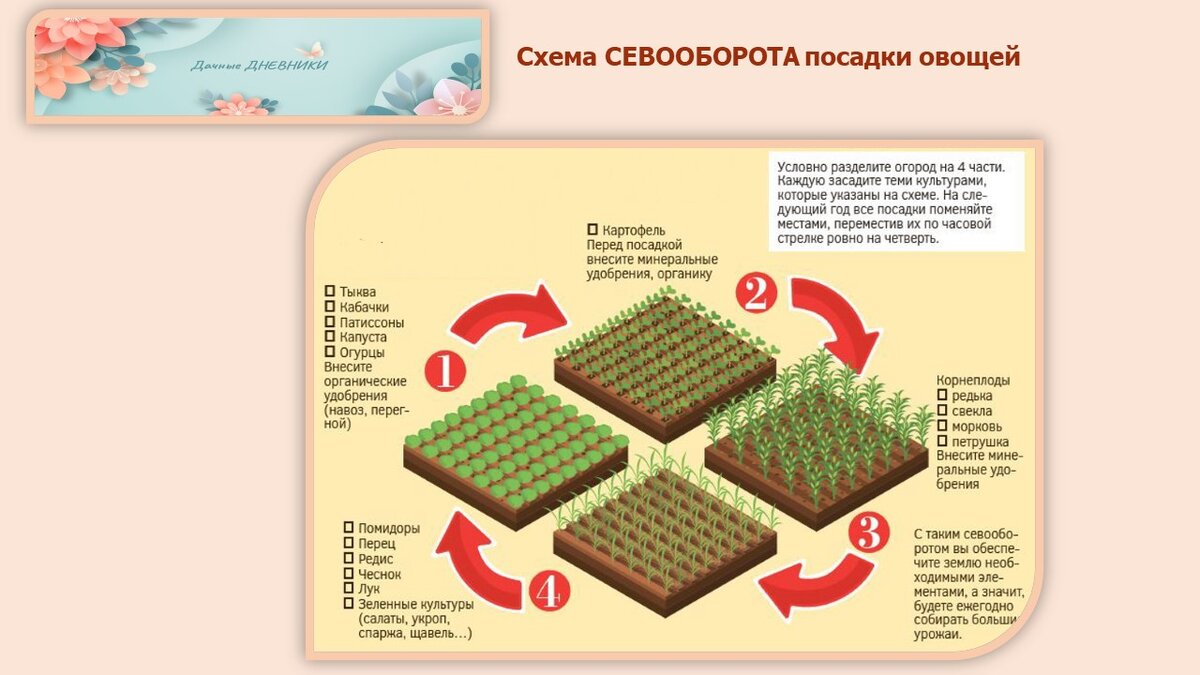 Схема севооборота. Схема посадки овощей на огороде. Составление схемы севооборота в лесных питомниках. Таблица сроков посевов оващеи. Таблица растений для севооборотамцветы.