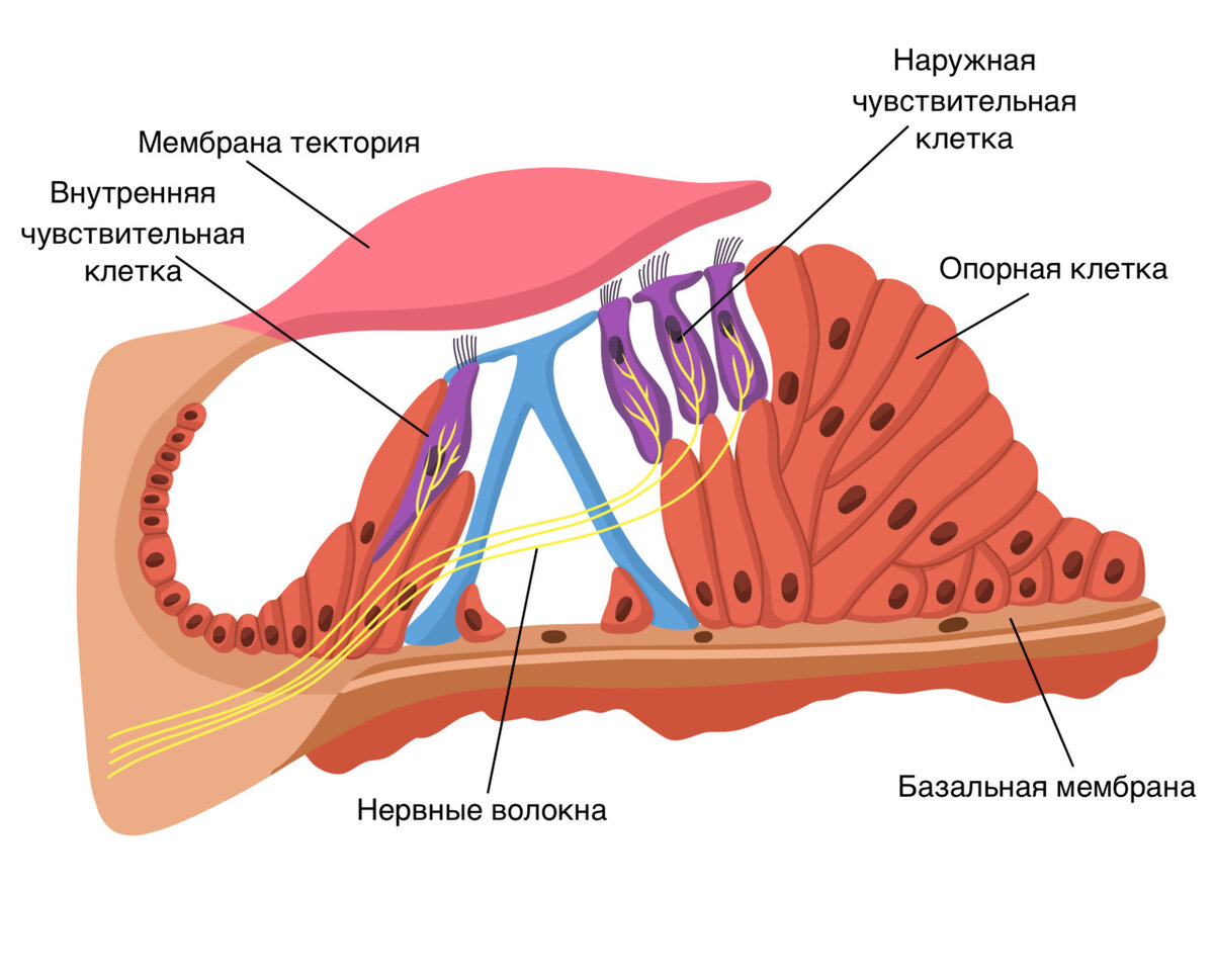 Наружные волосковые клетки улитки. Спиральный Кортиев орган анатомия. Кортиев спиральный орган строение. Слуховой анализатор волосковые клетки Кортиев орган. Кортиев орган внутреннего уха анатомия.